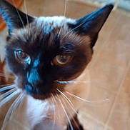 Coco is registered to the contest to win money with this photo: cat, siamese, close_up, whiskers, ears, eyes, feline, pet, indoor, curious, face, animal, mammal, blurred, floor, tile, brown, black, white, portrait
