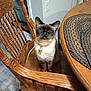 Coco is registered to the contest to win money with this photo: cat, siamese_cat, chair, wooden_chair, table, wooden_table, placemat, indoor, pet, feline, collar, orange_collar, floor, tile_floor, home, domestic, animal, sitting, looking_at_camera, calm