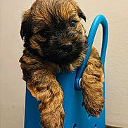 Juju joined the competition — help win amazing prizes! puppy, dog, animal, pet, furry, brown, cute, closeup, indoor, blue, plastic, shoe, paws, face, expression, young, adorable, background, curious, fluffy
