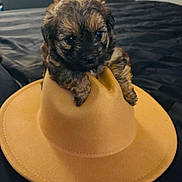 Nola is registered to the contest to win money with this photo: puppy, dog, hat, brown, cute, fluffy, pet, animal, indoor, bed, fabric, fur, small, adorable, headwear, resting, looking, young, cozy, soft