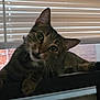 Princess is registered to the contest to win money with this photo: cat, tabby, indoor, window, blinds, curious, pet, animal, feline, whiskers, ears, paws, closeup, face, head_tilt, resting, domestic, cute, looking, house