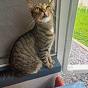 Princess joined the competition — help win amazing prizes! cat, tabby, pet, animal, indoor, window, screen, ledges, curious, greenery, outdoor, furniture, whiskers, ears, eyes, tail, sitting, closeup, domestic, house