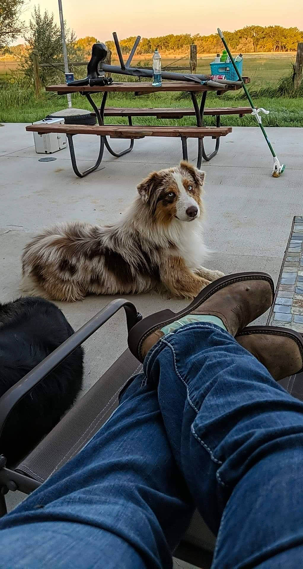 Shortie is registered to the contest to win money with this photo: bench, carnivore, chair, companion_dog, denim, dog, dog_breed, felidae, fur, grass, leisure, outdoor_bench, outdoor_furniture, outdoor_table, plant, sitting, sporting_group, toy_dog, wood, working_dog