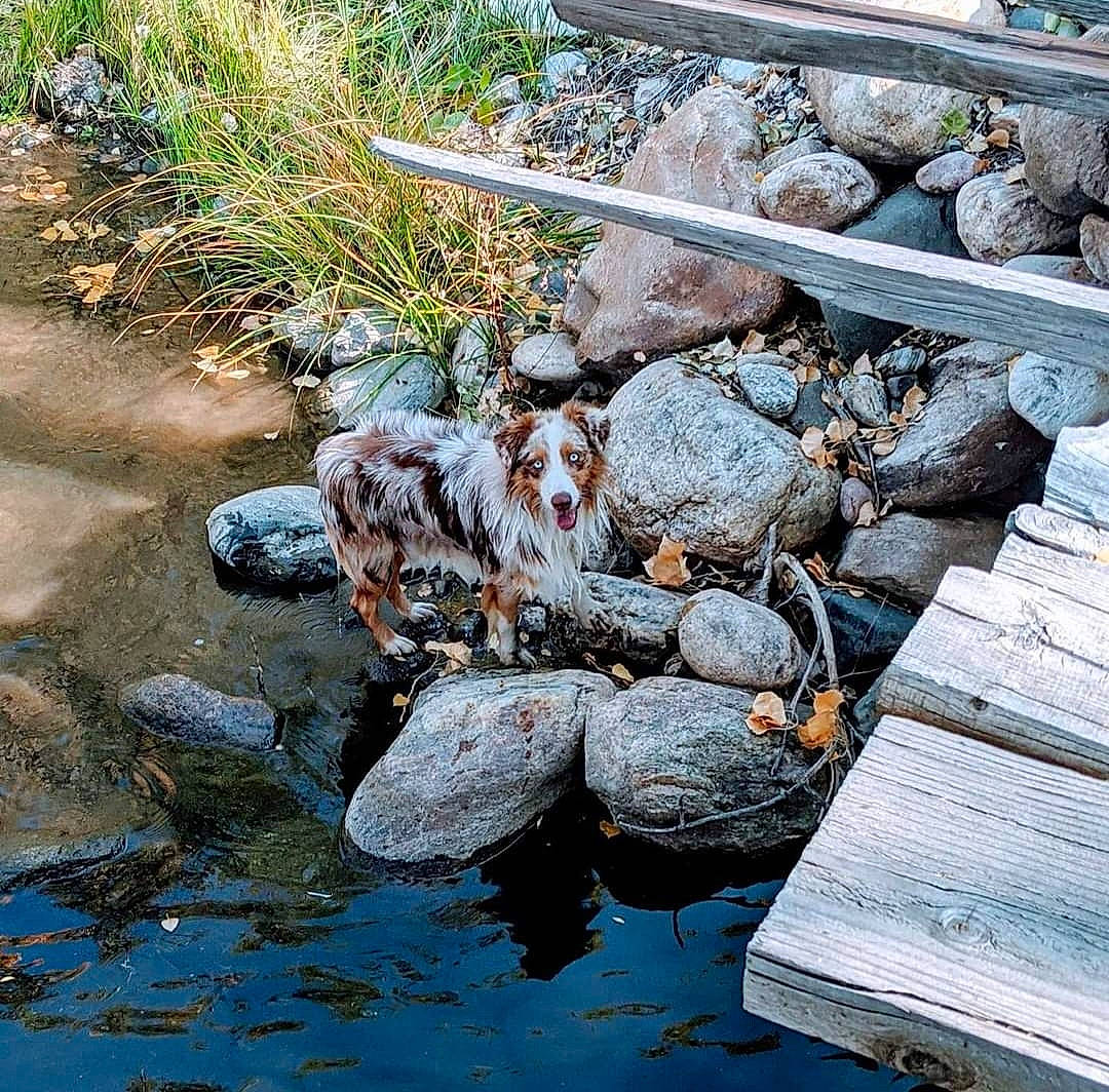Shortie is registered to the contest to win money with this photo: bank, bedrock, biome, botany, creek, grass, landscape, landscaping, natural_landscape, pebble, plant, reflection, riparian_zone, rock, stream, water, water_feature, water_resources, watercourse, wood