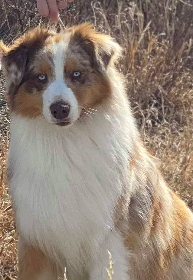 Shortie is registered to the contest to win money with this photo: australian_collie, canidae, carnivore, companion_dog, dog, dog_breed, fawn, fur, grass, herding_dog, plant, rough_collie, scotch_collie, snout, sporting_group, terrestrial_animal, tree, whiskers, working_animal, working_dog