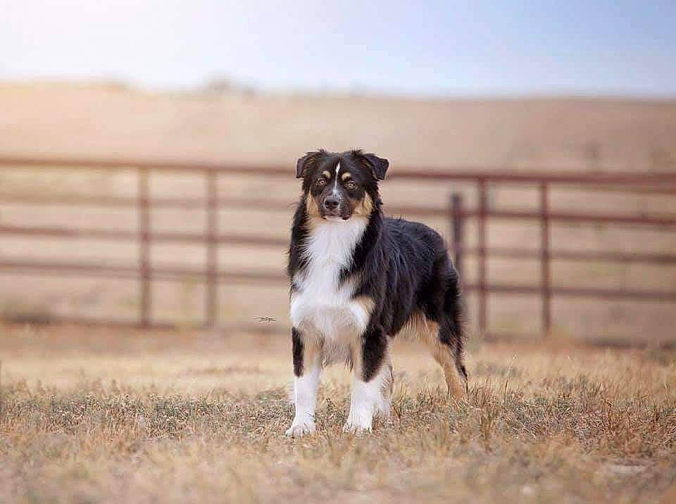 Raj joined the competition — help win amazing prizes! australian_shepherd, border_collie, canidae, carnivore, companion_dog, dog, dog_breed, fawn, fence, field, grass, grassland, herding_dog, horizon, landscape, sky, snout, sporting_group, terrestrial_animal, working_animal