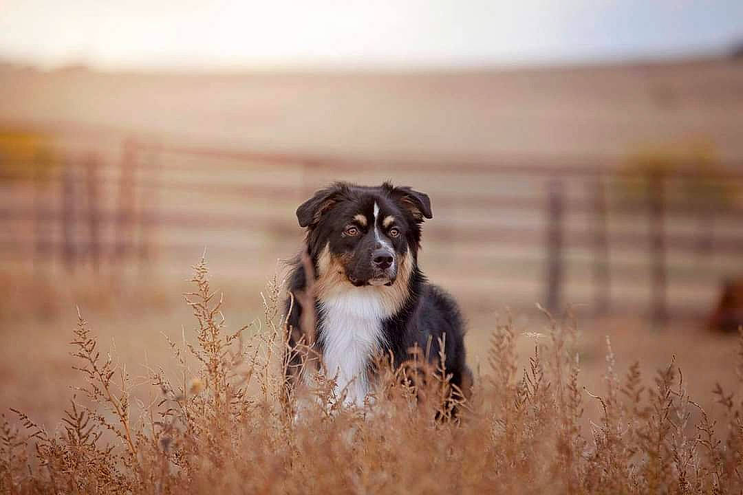Raj is registered to the contest to win money with this photo: ball, carnivore, cloud, companion_dog, dog, dog_breed, field, fur, grass, grassland, gun_dog, herding_dog, landscape, plant, sky, soil, terrestrial_animal, whiskers, wildlife, working_animal