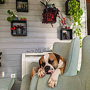 Sarook a rejoint le concours — aidez-le/la à gagner de superbes lots ! armchair, boxer, canine, cozy, dog, domestic_animal, furniture, greenery, home_decor, indoor, interior, living_room, pet, plant, potted_plant, relaxing, resting, sleepy, wall_shelf, wood_panel_wall