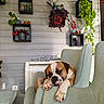 dog, boxer, armchair, indoor, plant, potted_plant, wall_shelf, wood_panel_wall, relaxing, furniture, home_decor, sleepy, pet, living_room, greenery, cozy, resting, domestic_animal, canine, interior