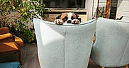 Sarook a rejoint le concours — aidez-le/la à gagner de superbes lots ! chair, cozy, curious, cushion, decor, dog, furniture, home, interior, living_room, modern, paws, peeking, plant, relaxation, sunlight, television, window, wood_floor, wooden_legs