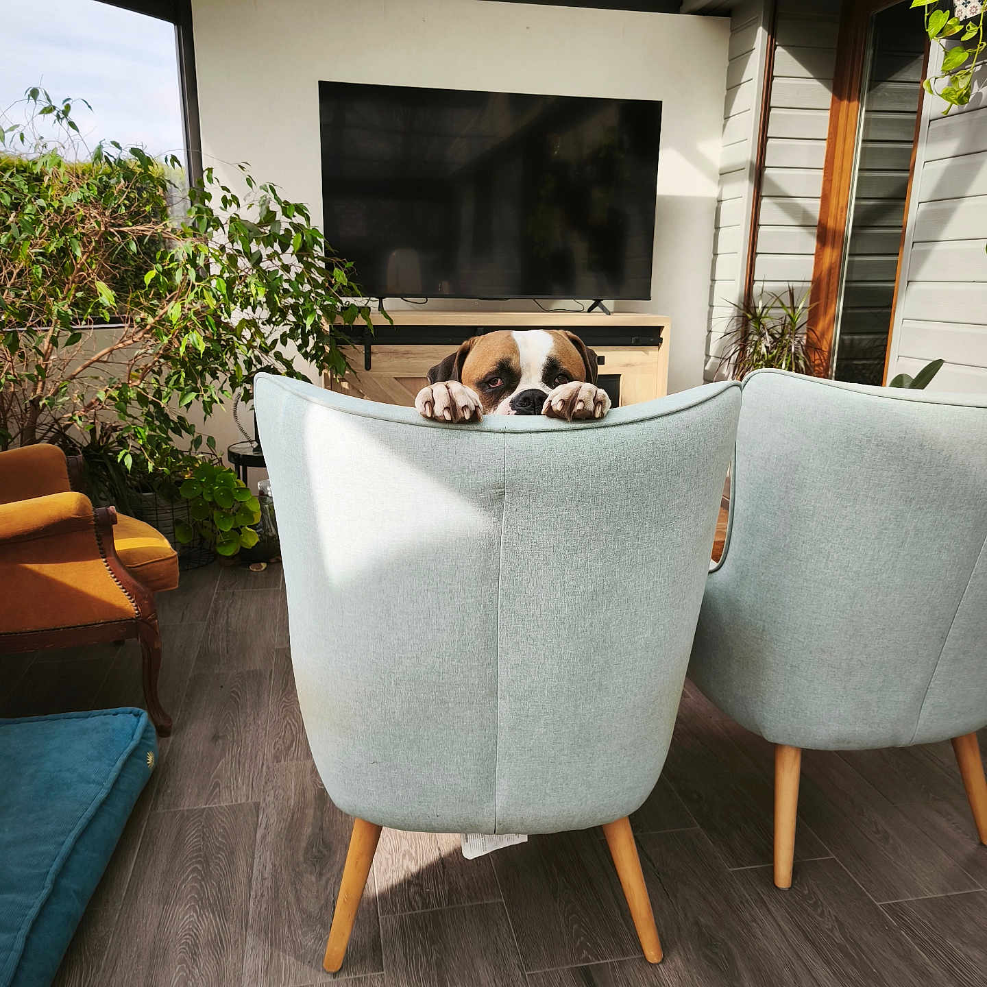 Sarook a rejoint le concours — aidez-le/la à gagner de superbes lots ! dog, chair, living_room, plant, television, wood_floor, window, sunlight, furniture, interior, curious, peeking, modern, cozy, decor, paws, wooden_legs, cushion, home, relaxation