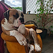 Sarook participe au concours pour gagner de l'argent avec cette photo : dog, armchair, indoor, furniture, plant, window, curtain, paw, resting, brown, white, thoughtful, cozy, wooden_floor, potted_plant, table, relaxed, large_dog, home_interior, daylight