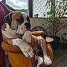 dog, armchair, indoor, furniture, plant, window, curtain, paw, resting, brown, white, thoughtful, cozy, wooden_floor, potted_plant, table, relaxed, large_dog, home_interior, daylight
