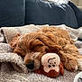 dog, sleeping, puppy, blanket, plush_toy, cozy, indoor, nap, fur, cute, resting, brown_fur, soft_texture, couch, home, relaxation, pet, companion, adorable, closeup