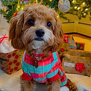 Millie joined the competition — help win amazing prizes! dog, puppy, pet, christmas_tree, holiday, presents, gift_wrapping, decorations, sweater, plaid, festive, cute, indoor, carpet, collar, red, green, lights, fur, small_dog