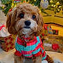 dog, puppy, pet, christmas_tree, holiday, presents, gift_wrapping, decorations, sweater, plaid, festive, cute, indoor, carpet, collar, red, green, lights, fur, small_dog