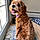 Millie