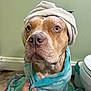 Apollo is registered to the contest to win money with this photo: dog, towel, bathroom, pet, wrapped, turban, curious, brown_dog, indoor, floor, hand, toilet, animal, cute, portrait, domestic_animal, looking_up, furry, companion, relaxed