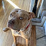 Apollo is registered to the contest to win money with this photo: dog, indoor, wooden_floor, pet, canine, light_blue_eyes, collar, looking_up, sunlight, flooring, paw, staircase, carpet, furniture, animal, domestic, portrait, brown_dog, short_hair, calm