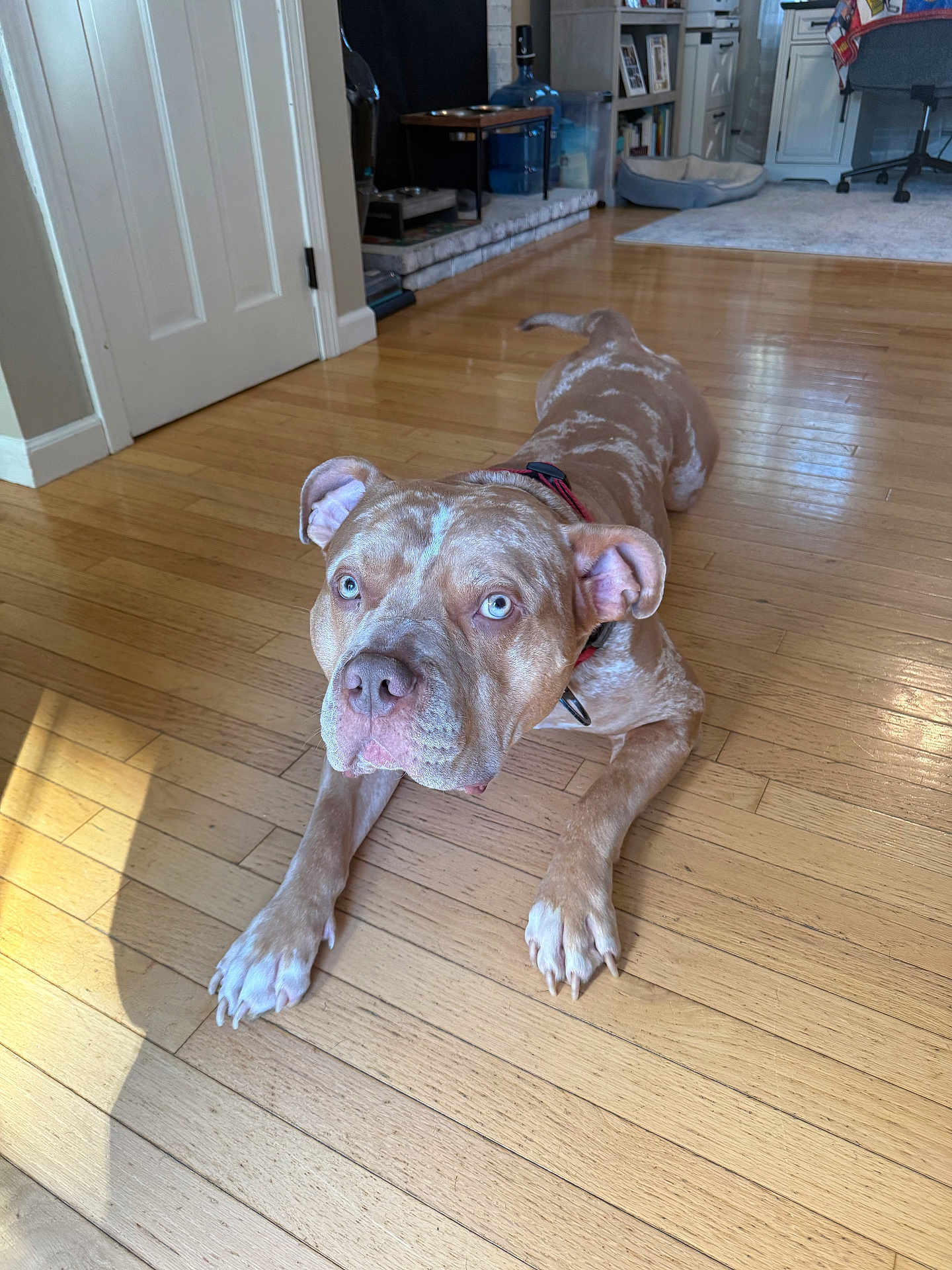 Apollo