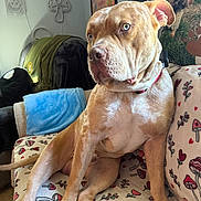 Apollo joined the competition — help win amazing prizes! dog, couch, blanket, indoor, heterochromia, wall_clock, wall_decor, poster, paw_print, plant_pattern, relaxing, furniture, living_room, seated, light_brown, pet, canine, collar, cozy, home