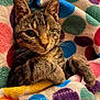 Charlie joined the competition — help win amazing prizes! cat, kitten, tabby, one_eyed, blanket, colorful, polka_dot, cozy, fur, whiskers, paw, cute, pet, animal, indoor, resting, soft, sleepy, close_up, comfort
