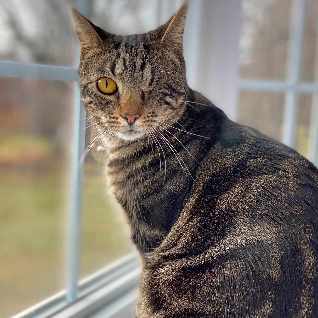 Charlie joined the competition — help win amazing prizes! animal, blurred_background, cat, close-up, curious, domestic_cat, feline, fur, indoor, looking_outside, natural_light, one-eyed_cat, pet, portrait, sitting, striped_fur, tabby_cat, whiskers, window, yellow_eye