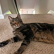 Charlie joined the competition — help win amazing prizes! cat, tabby, one-eyed, carpet, indoor, stairs, pet, animal, feline, relaxed, laying_down, tail, whiskers, fur, striped, house, home, cute, portrait, domestic_animal