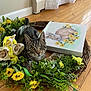 Charlie is registered to the contest to win money with this photo: cat, tabby_cat, one-eyed_cat, flowers, wreath, canvas, bunny_illustration, yellow_flowers, greenery, wooden_floor, indoor, cozy, natural_light, decor, ribbon, pet, animal, floral_arrangement, art, relaxing