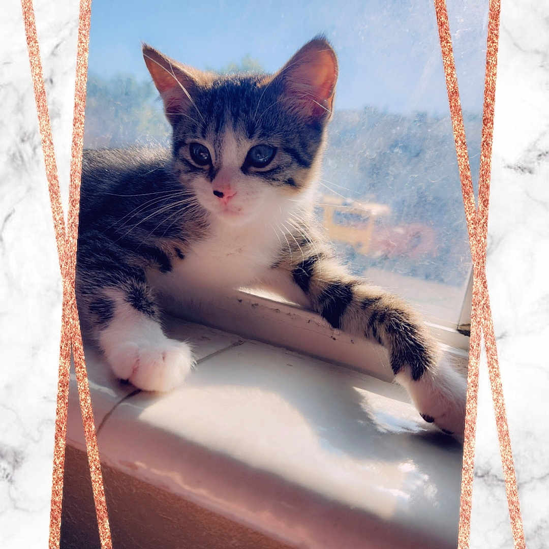 Tread is registered to the contest to win money with this photo: animal, background, cat, cute, daylight, frame, fur, indoor, kitten, marble, paws, pet, reflection, relaxed, rose_gold, sunlight, tabby, whiskers, window, windowsill