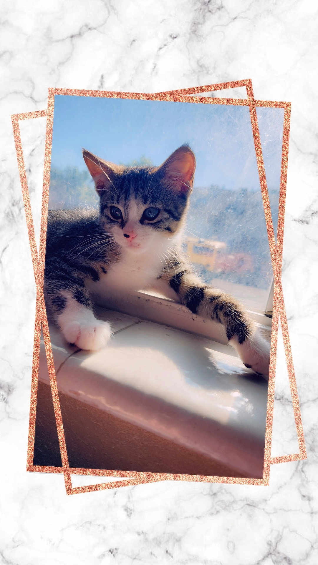 Tread is registered to the contest to win money with this photo: animal, background, cat, cute, daylight, frame, fur, indoor, kitten, marble, paws, pet, reflection, relaxed, rose_gold, sunlight, tabby, whiskers, window, windowsill