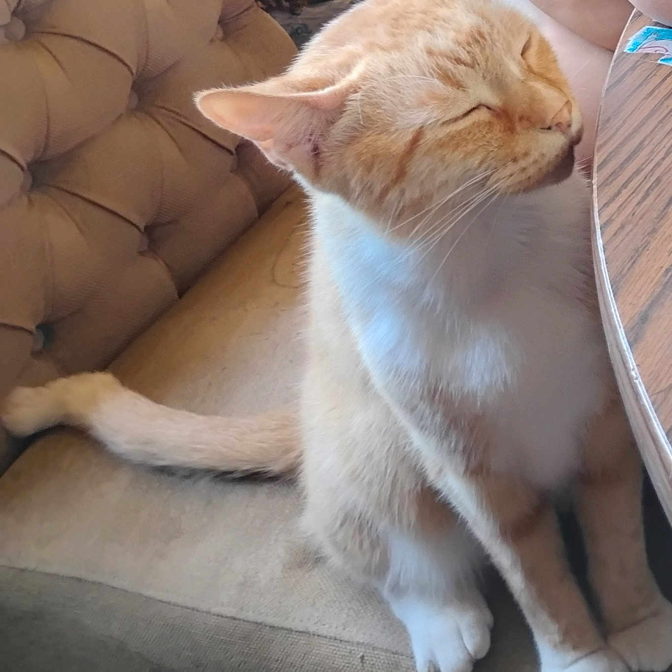 Sonny is registered to the contest to win money with this photo: animal, cat, chair, closed_eyes, cozy, cushion, domestic_animal, feline, fur, ginger_cat, indoor, paws, pet, relaxed, seated, table, tail, whiskers, white_cat, wooden_table