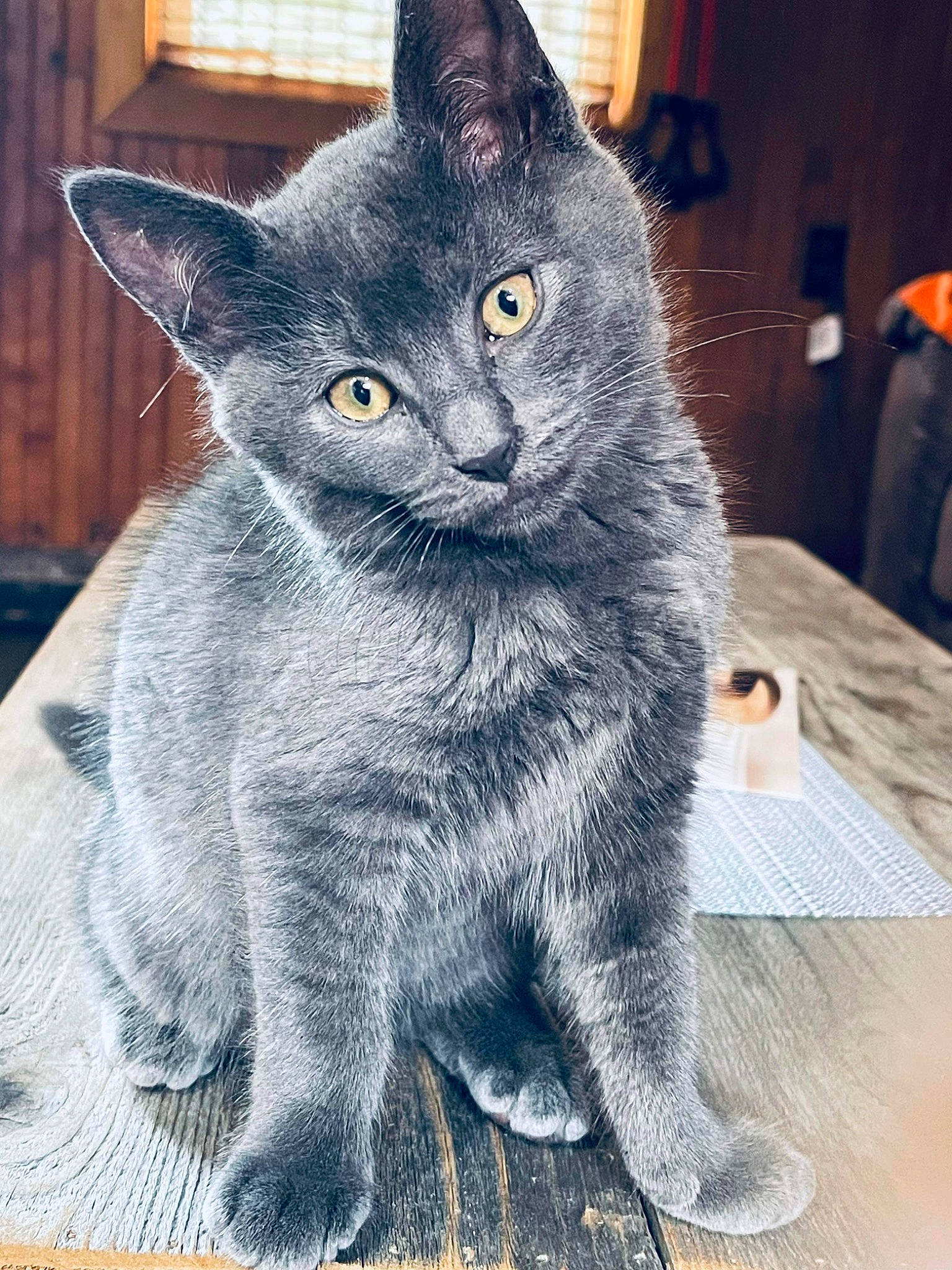 Daisy joined the competition — help win amazing prizes! black_cat, carnivore, cat, claw, domestic_short_haired_cat, felidae, fur, grey, small_to_medium_sized_cats, snout, tail, whiskers, window