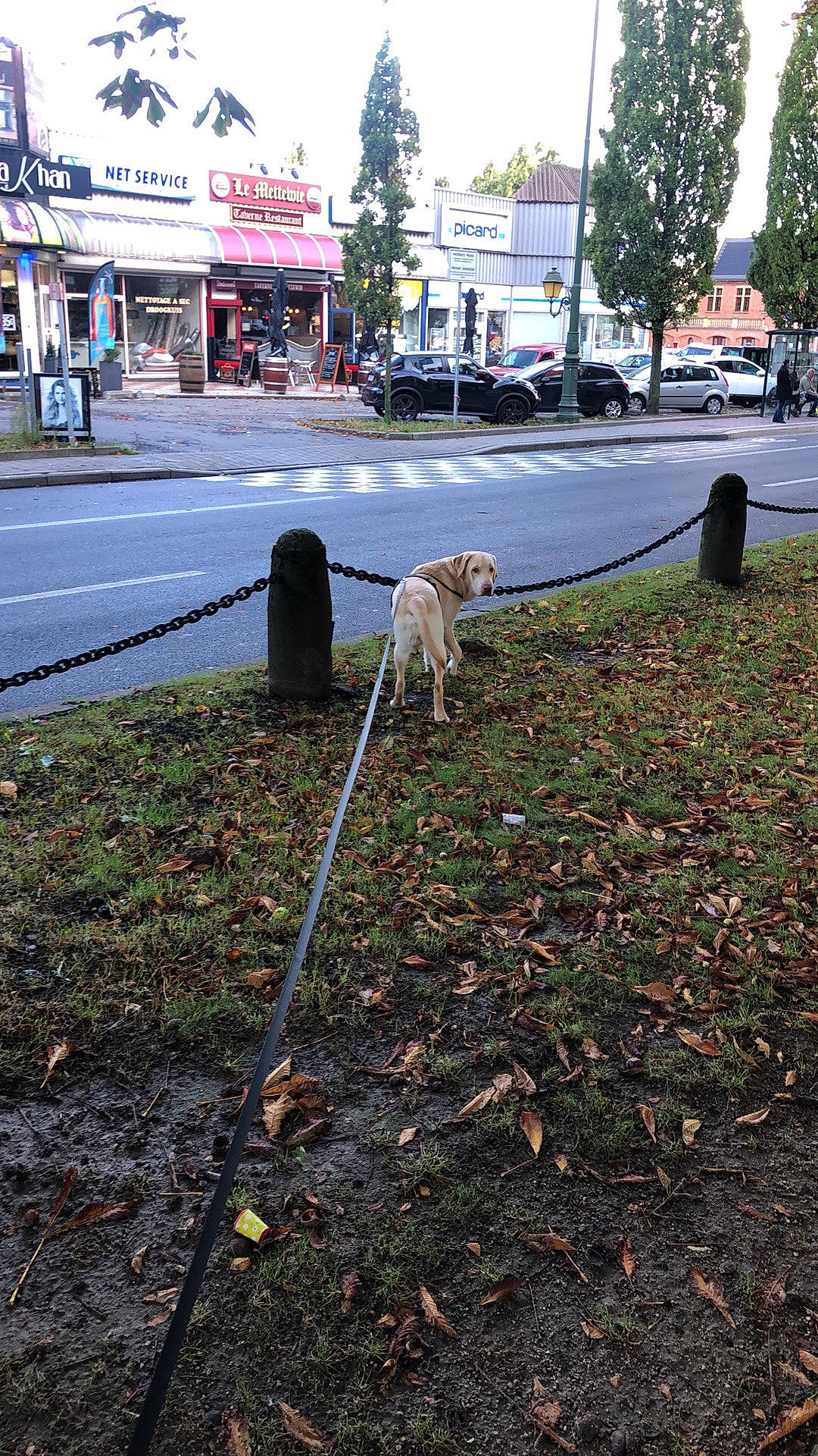 Bubi a rejoint le concours — aidez-le/la à gagner de superbes lots ! asphalt, city, curb, grass, leaf, leash, plant, public_space, road, road_surface, sidewalk, soil, sporting_group, street, tree