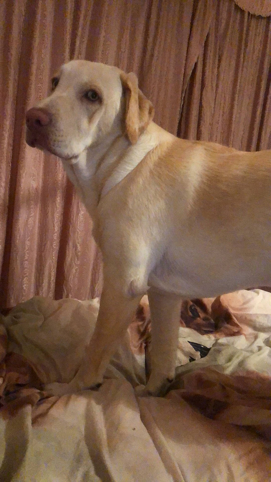 Bubi participe au concours pour gagner de l'argent avec cette photo : beagador, canidae, carnivore, companion_dog, dog, dog_breed, fawn, labrador_retriever, mammal, puppy, rare_breed_dog, retriever, snout, sporting_group, tail