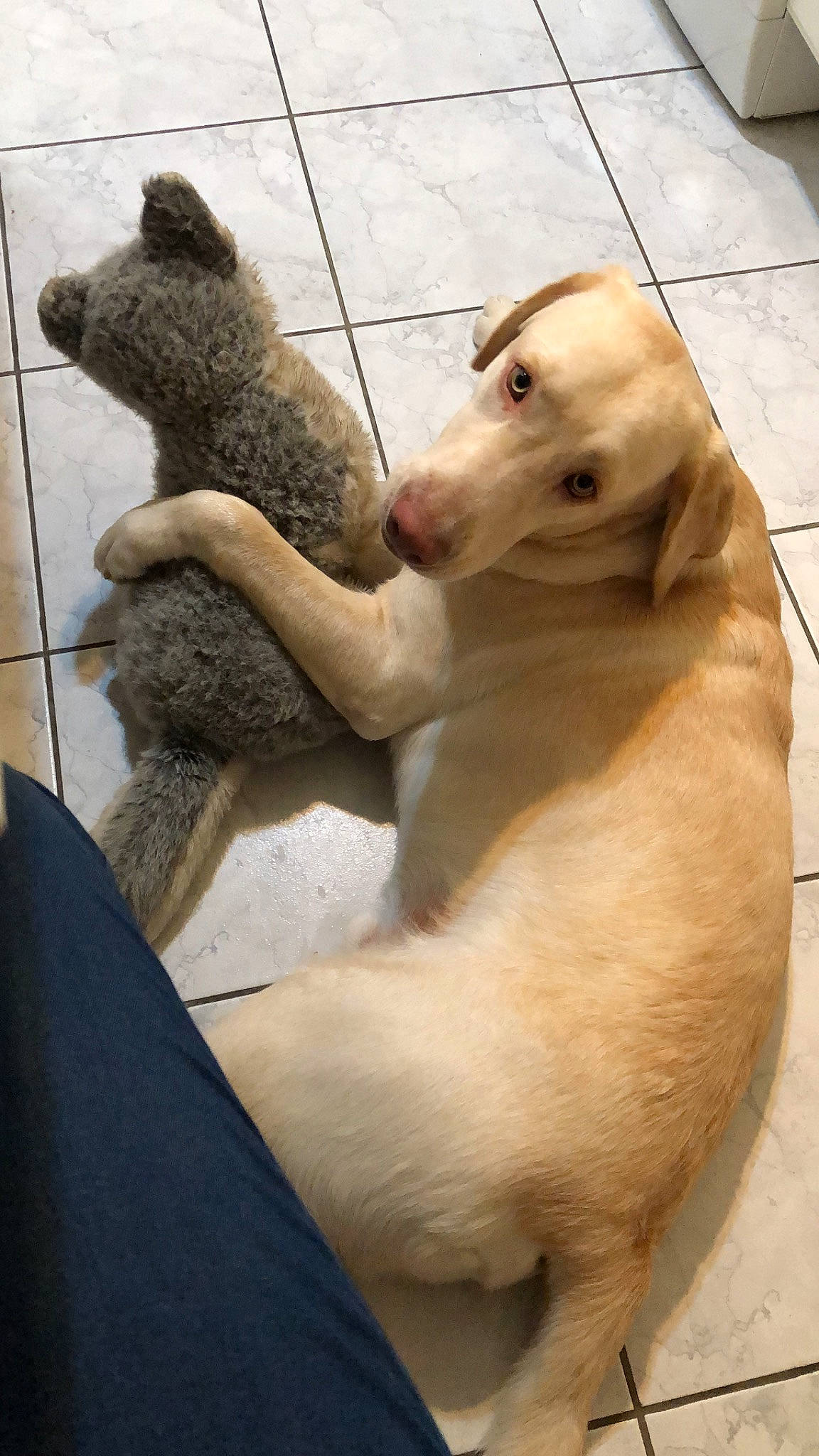 Bubi a rejoint le concours — aidez-le/la à gagner de superbes lots ! canidae, carnivore, dog, dog_breed, fawn, mammal, retriever, snout, sporting_group, vertebrate