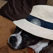 Alcala participe au concours pour gagner de l'argent avec cette photo : black_and_white, brindle, canine, chew_toy, close_up, couch, cozy, dog, funny, furniture, hat, indoor, lying_down, pet, pillow, portrait, relaxed, sofa, speaker, straw_hat