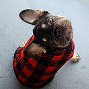 Cookie is registered to the contest to win money with this photo: dog, french_bulldog, pet, animal, sweater, red, black, checkered, cute, looking_up, ears, fur, nose, whiskers, indoor, floor, close_up, portrait, adorable, cozy