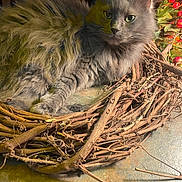Stella joined the competition — help win amazing prizes! cat, gray_cat, fluffy_fur, wreath, twigs, branches, autumn_decor, orange_berries, green_leaves, indoor, pet, animal, relaxed, lying_down, closeup, feline, soft_texture, nature_elements, decorative, warm_lighting
