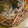 cat, gray_cat, fluffy_fur, wreath, twigs, branches, autumn_decor, orange_berries, green_leaves, indoor, pet, animal, relaxed, lying_down, closeup, feline, soft_texture, nature_elements, decorative, warm_lighting