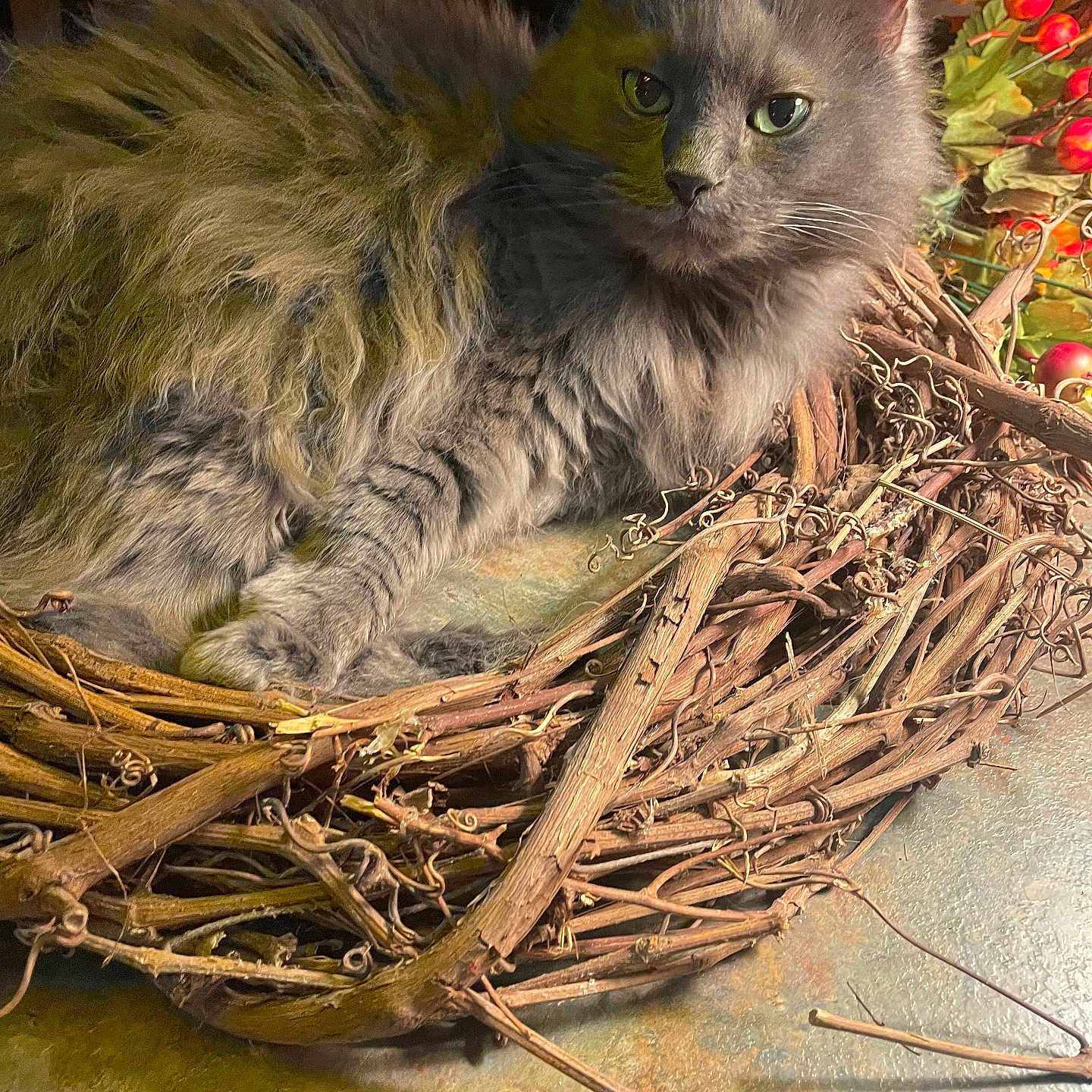 Stella