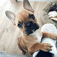 Ouzo a rejoint le concours — aidez-le/la à gagner de superbes lots ! ancient_dog_breeds, bulldog, canidae, carnivore, companion_dog, dog, dog_breed, ear, fawn, french_bulldog, mammal, non_sporting_group, nose, pug, puppy, puppy_love, skin, snout, toy_bulldog, vertebrate