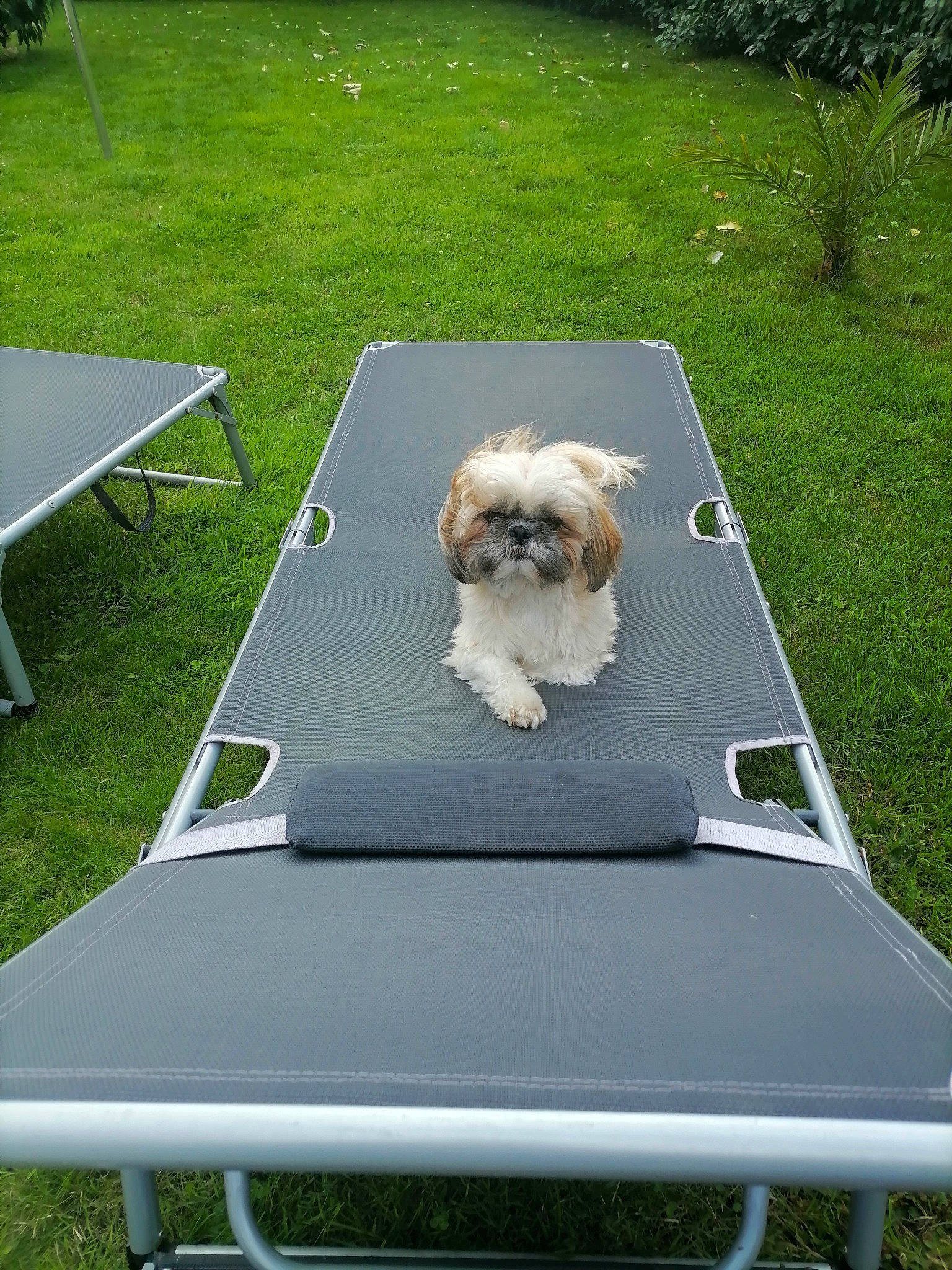 Pooppy participe au concours pour gagner de l'argent avec cette photo : canidae, carnivore, companion_dog, deck, dog, dog_breed, folding_chair, grass, lawn, leisure, outdoor_furniture, outdoor_table, plant, roof, shade, small_terrier, sporting_group, table, terrier, toy_dog