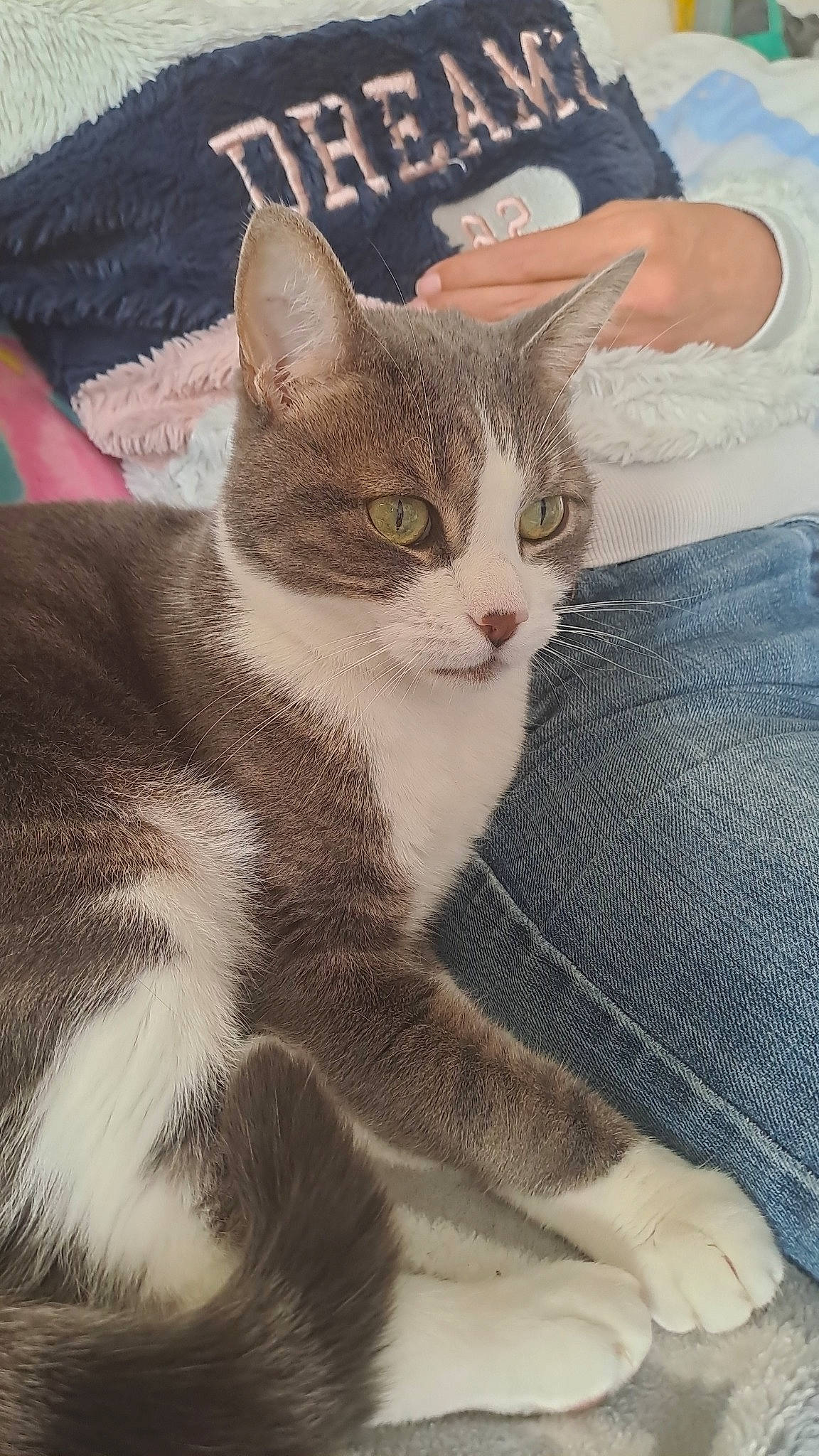 Bouba a rejoint le concours — aidez-le/la à gagner de superbes lots ! carnivore, cat, claw, domestic_short_haired_cat, eye, fawn, felidae, fur, gesture, head, paw, photo_caption, plant, sitting, small_to_medium_sized_cats, snout, tail, tree, whiskers