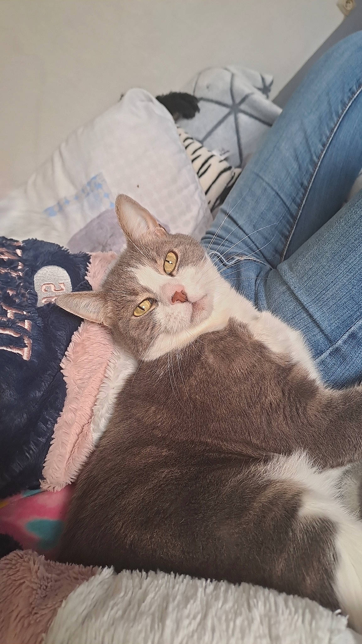 Bouba participe au concours pour gagner de l'argent avec cette photo : art, carnivore, cat, claw, comfort, couch, domestic_short_haired_cat, fawn, felidae, fur, grey, linens, nap, paw, sitting, sleeve, small_to_medium_sized_cats, snout, tail, whiskers