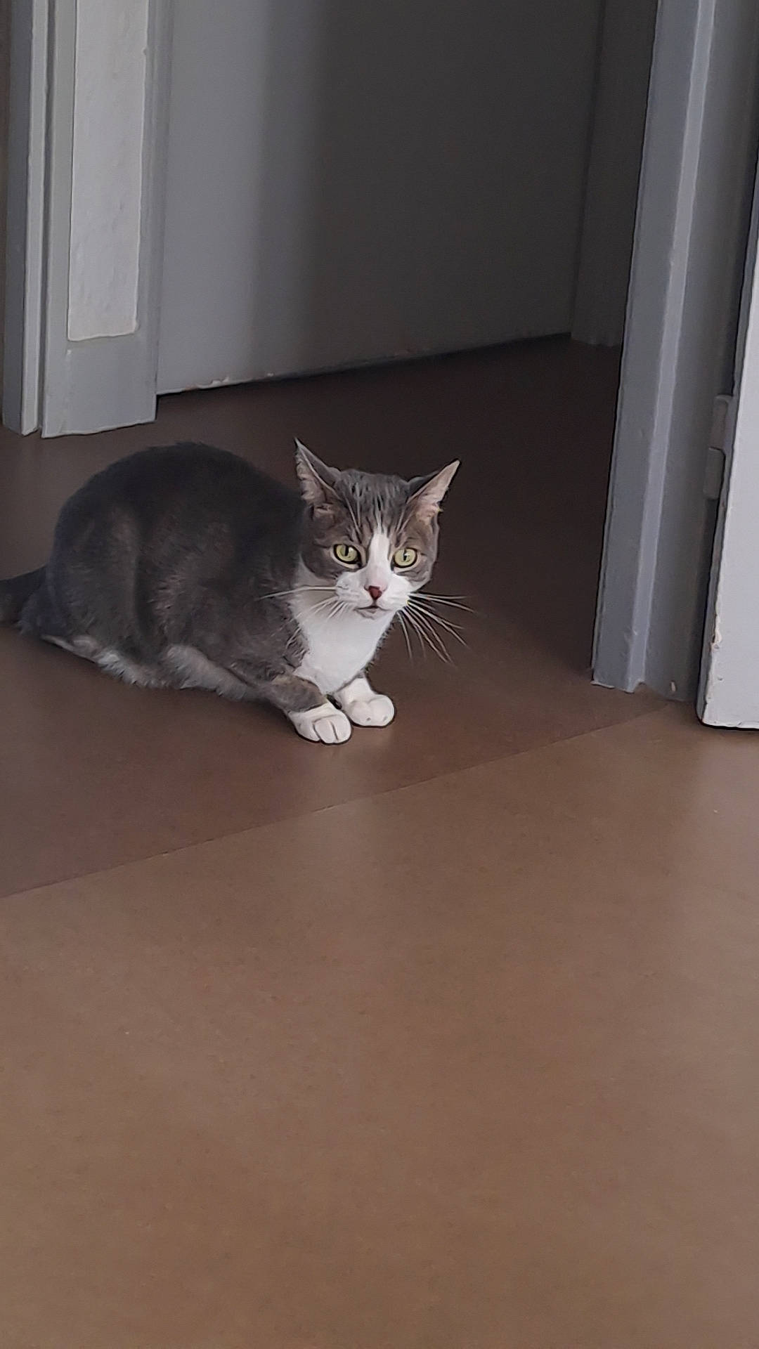 Bouba a rejoint le concours — aidez-le/la à gagner de superbes lots ! carnivore, cat, ceiling, comfort, domestic_short_haired_cat, door, eye, felidae, floor, flooring, fur, hardwood, paw, room, small_to_medium_sized_cats, snout, tail, whiskers, window, wood