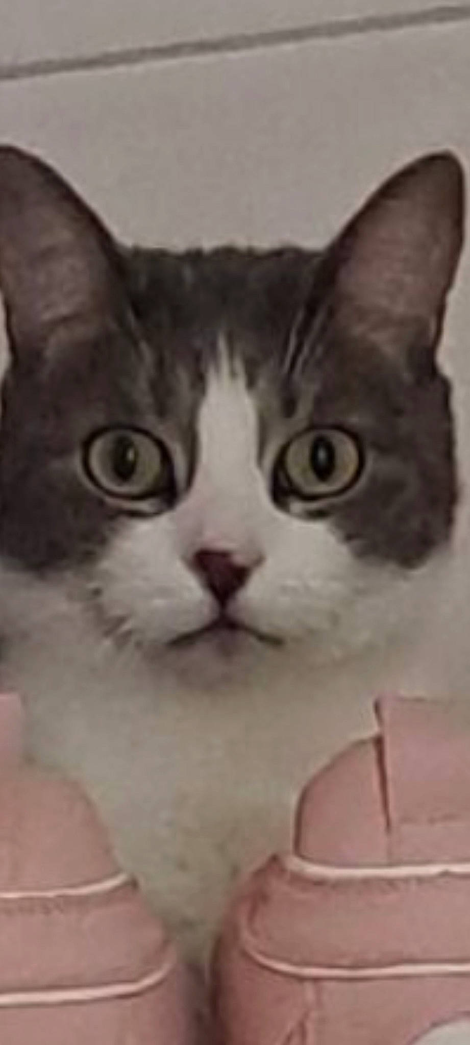 Bouba a rejoint le concours — aidez-le/la à gagner de superbes lots ! art, carnivore, cat, collar, domestic_short_haired_cat, felidae, fur, illustration, paw, pet_supply, photo_caption, small_to_medium_sized_cats, snout, tail, terrestrial_animal, whiskers, window