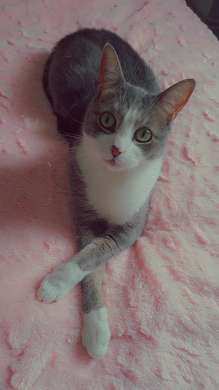 Bouba participe au concours pour gagner de l'argent avec cette photo : carnivore, cat, domestic_short_haired_cat, eye, felidae, fur, head, paw, small_to_medium_sized_cats, snout, tail, terrestrial_animal, whiskers, window