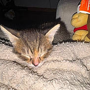Baïa participe au concours pour gagner de l'argent avec cette photo : animal, blanket, cat, closeup, comfort, cozy, cute, domestic, ears, face, fur, indoor, kitten, napping, pet, plush_toy, resting, sleeping, soft, texture