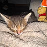 kitten, sleeping, blanket, texture, plush_toy, indoor, cozy, cute, cat, fur, resting, soft, pet, animal, closeup, ears, face, napping, comfort, domestic